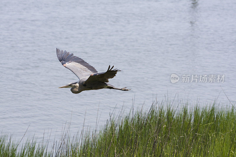 大蓝鹭在飞行的Ardea herodia